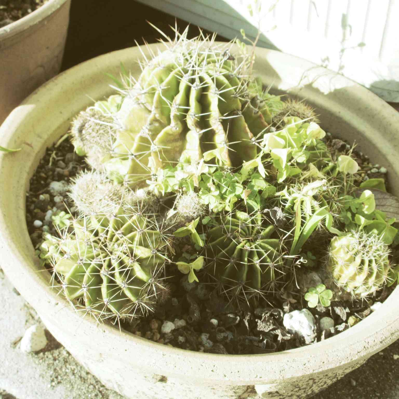 綾波 サボテンの一覧|🍀GreenSnap(グリーンスナップ) 綾波 サボテンの一覧|🍀GreenSnap(グリーンスナップ)