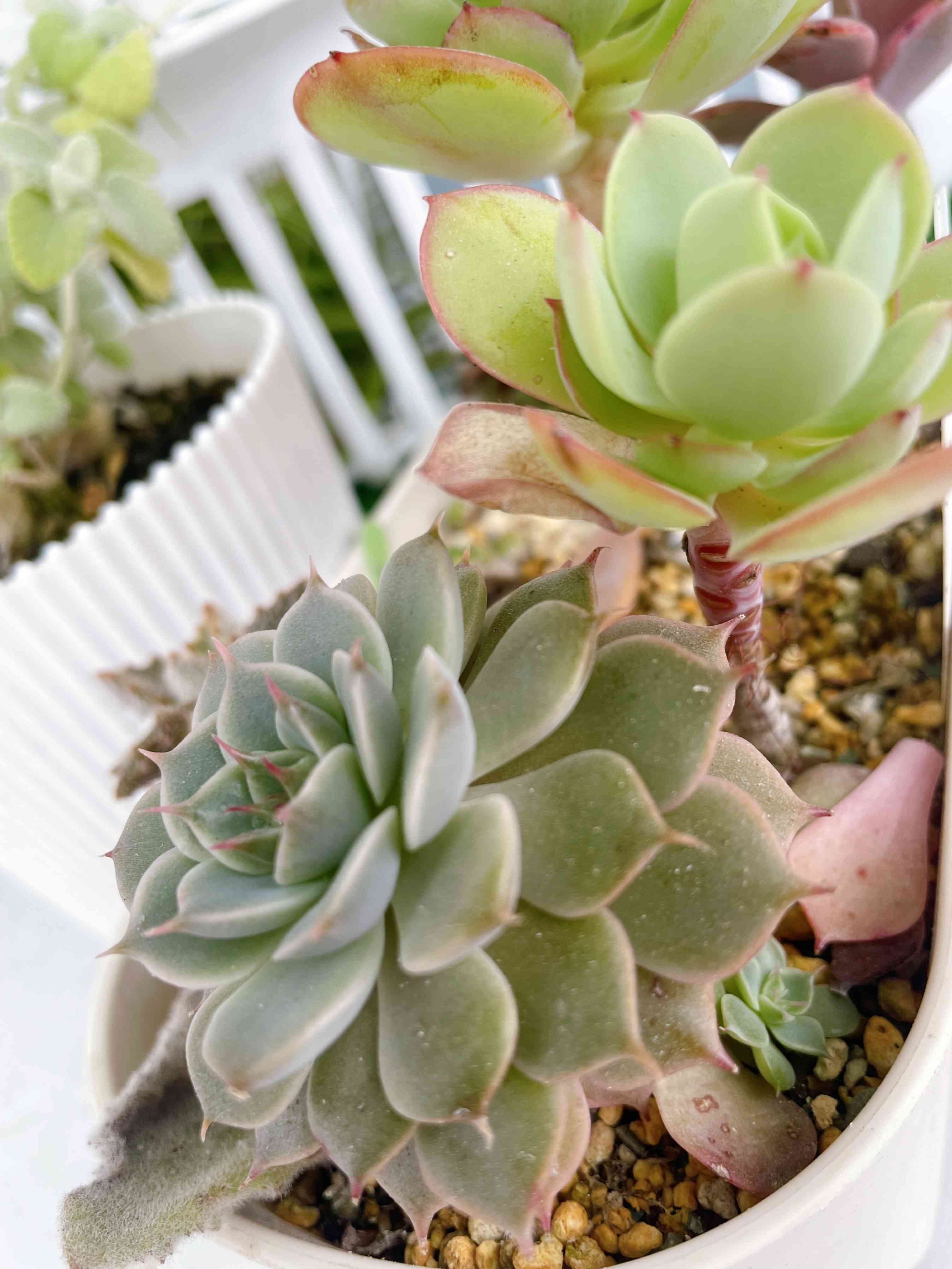 ピーチプリデ 子株いっぱい 抜き苗 多肉植物 エケベリア 虚し ピーチプリデ 子株いっぱい 抜き苗 多肉植物 エケベリア 虚し