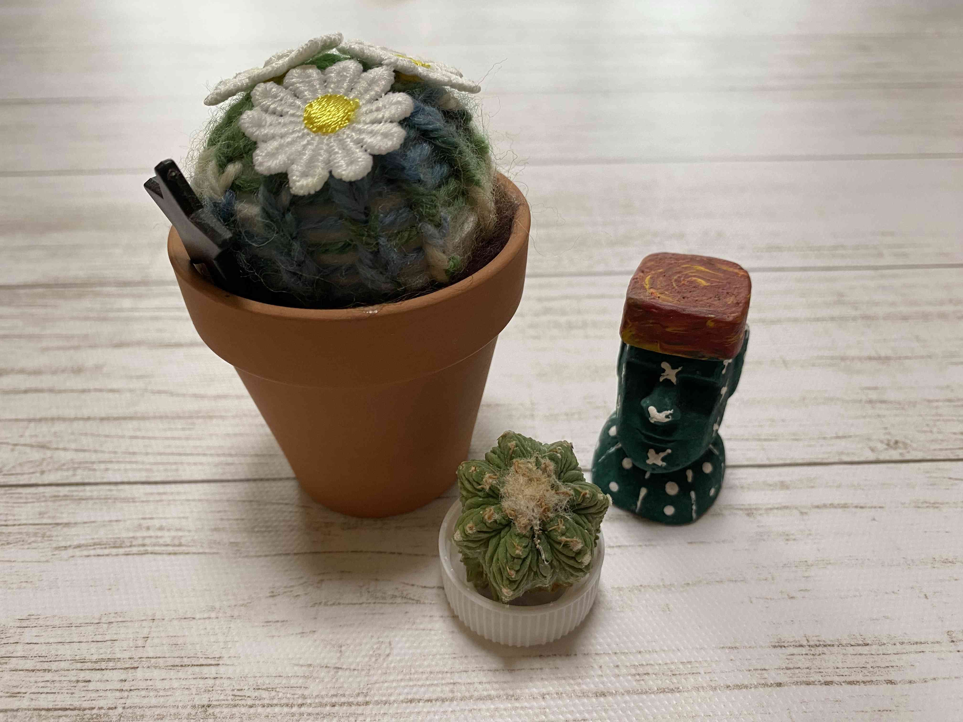 サボテンの投稿画像 by 結藍ばぁばさん｜ディッキアと兜丸と花籠と鳥羽