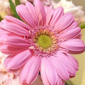 ガーベラ ピンク,花束,2024春の画像