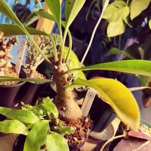 レカノプテリス シヌオサ,ミルメコディア ベッカリー,多肉植物,観葉植物,アリ植物の画像