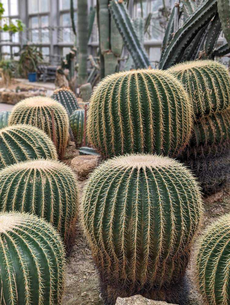 京都府立植物園のサボテンたち＆うちの子の比較😋｜🍀GreenSnap