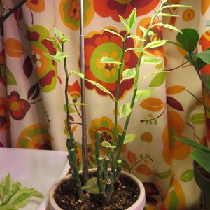 ダイギンリュウ,ペディランサス大銀竜,観葉植物,挿し木,インテリアグリーンの画像