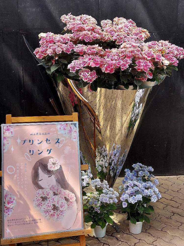No.39 備忘録:紫陽花をまとめてみよう 2022年～｜🍀GreenSnap