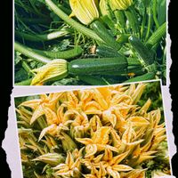 ズッキーニの花,花ズッキーニの画像