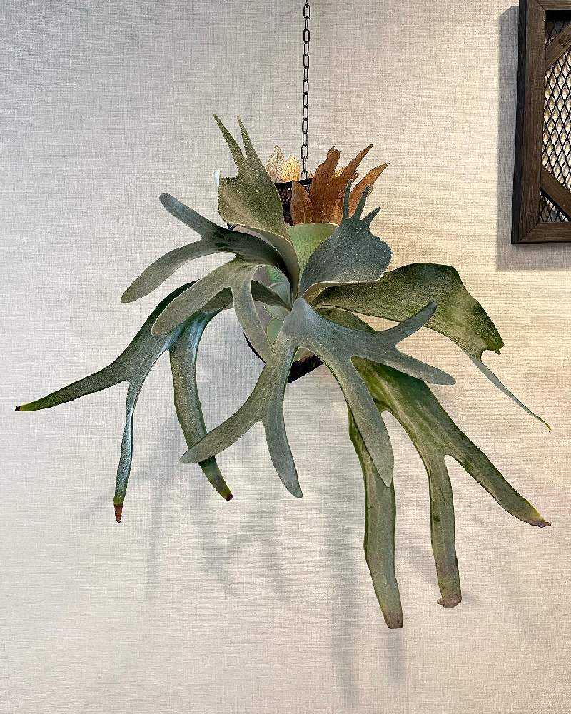 ビカクシダを結束バンドで板付け p.omo｜🍀GreenSnap（グリーンスナップ）