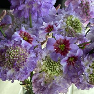 草花,切り花,球根,花瓶,紫色の画像