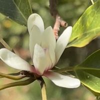 マグノリア,オガタマノキ,白い花,小石川植物園の画像