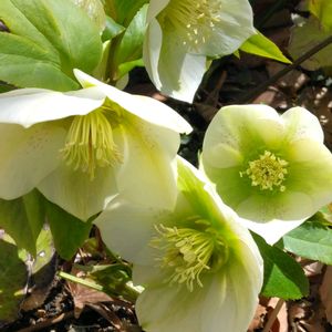 クリスマスローズ,白い花,癒し,花のある暮らし,綺麗の画像