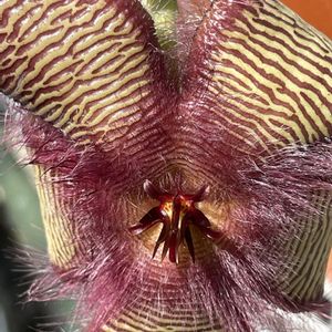 スタペリア,スタペリア　ヒルスタ,温室,小石川植物園の画像