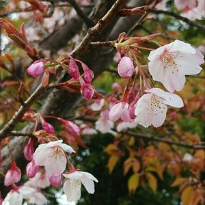 蜂須賀桜,ハチスカザクラ,植栽,バラ科サクラ属,お出かけ先の画像