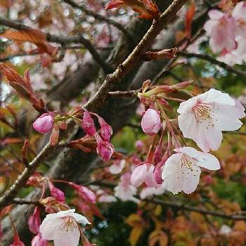 蜂須賀桜,ハチスカザクラ,植栽,バラ科サクラ属,お出かけ先の画像