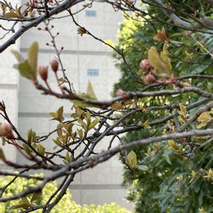ベニスモモ,実のなる木,都会のオアシス,屋上庭園,綺麗✨の画像