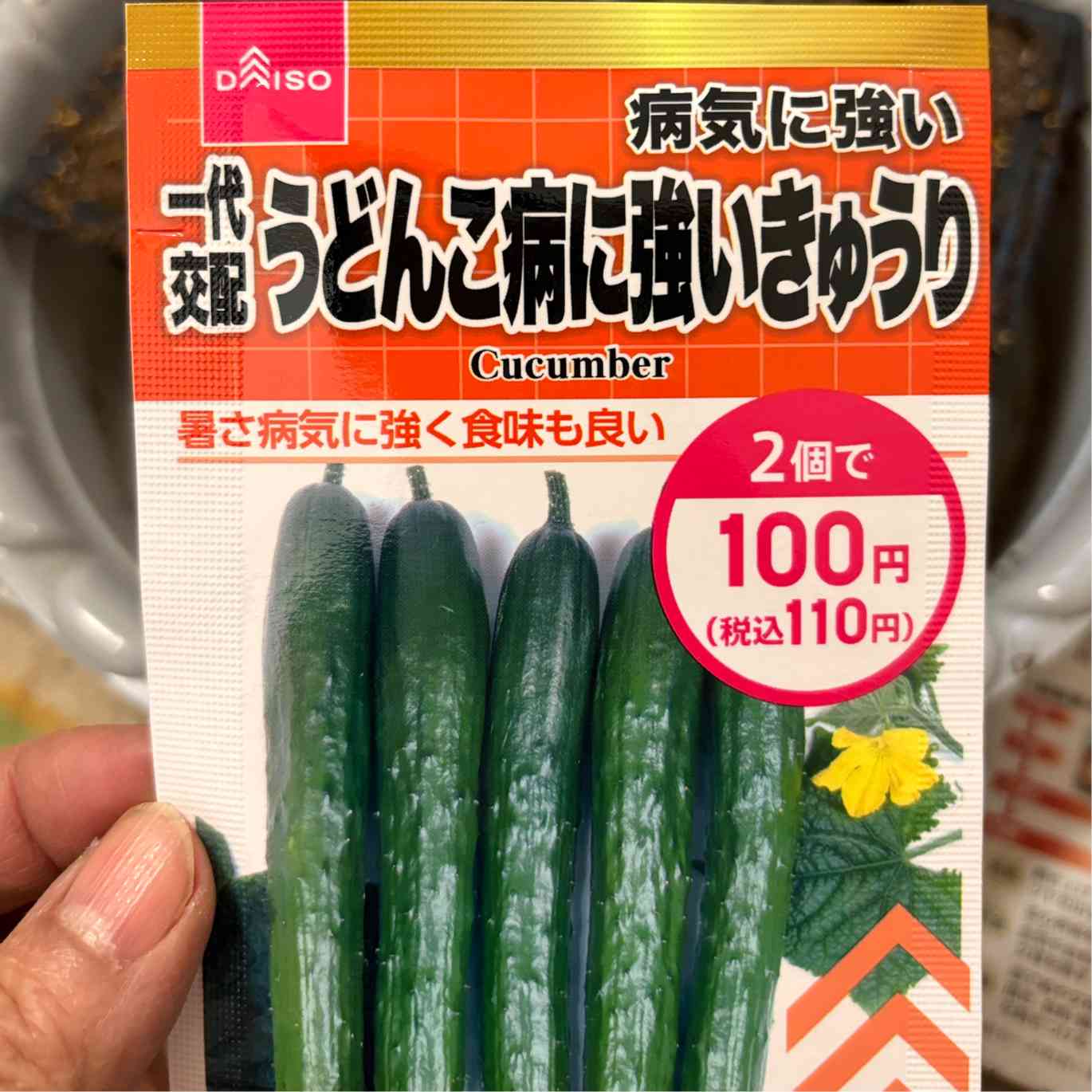 種からきゅうり栽培2024.｜🍀GreenSnap（グリーンスナップ）