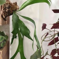 コウモリラン,ビカクシダ,観葉植物,板付け,ハンギングの画像