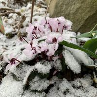 淡雪,原種シクラメン,小さな庭♡の画像