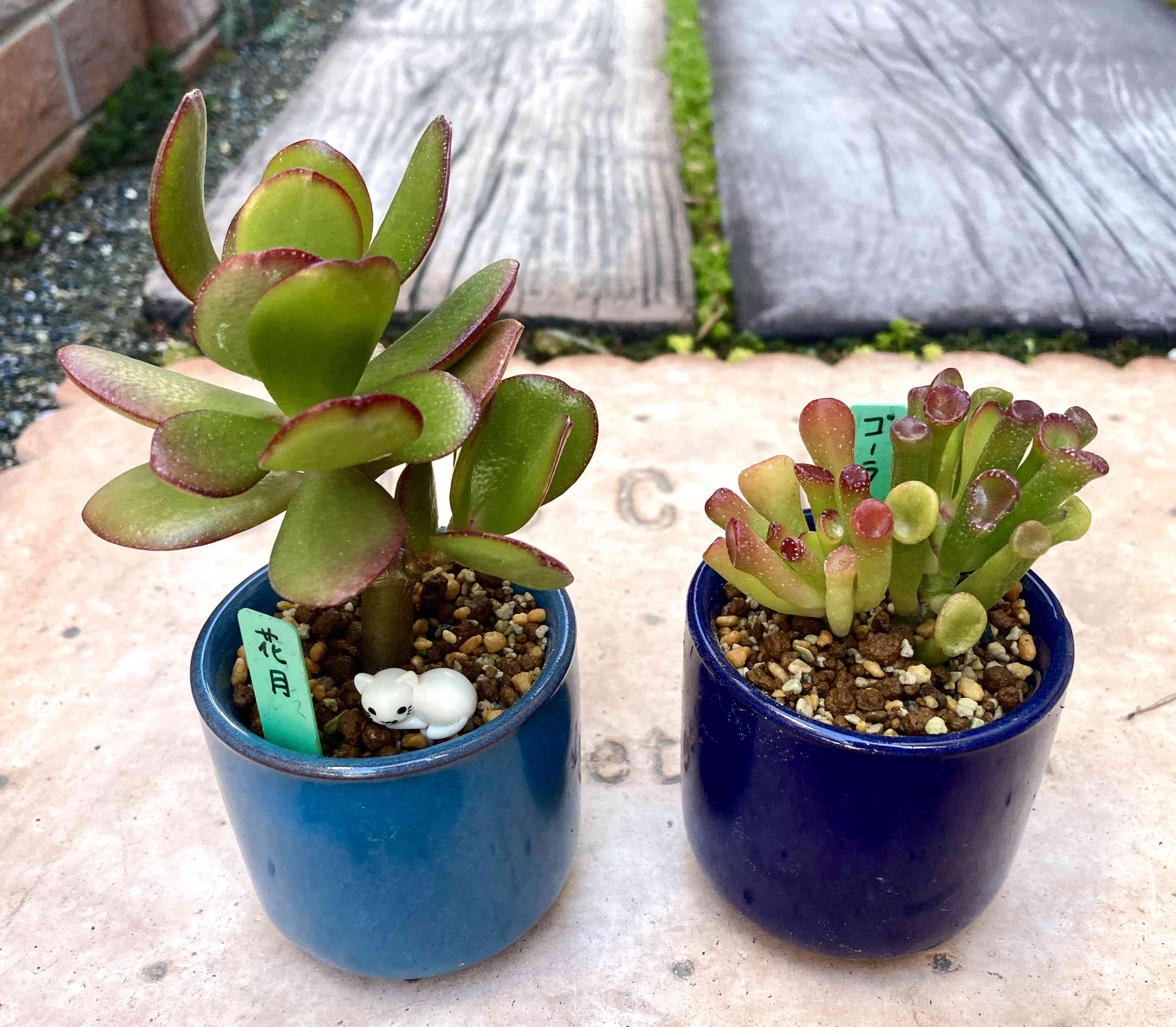 金のなる木 ゴーラム 抜き苗 ゴーラムの投稿画像 by はなずきんさん