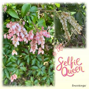 馬酔木(アセビ）,カンヒザクラ,日本庭園,春のお花,さくら 桜 サクラの画像
