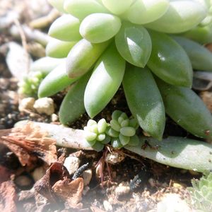 多肉植物の葉挿しの投稿画像一覧｜?GreenSnap（グリーンスナップ）