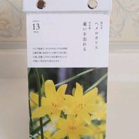 ヘメロカリス,日めくりカレンダー,花言葉,友達からのプレゼント,今日の誕生花の画像
