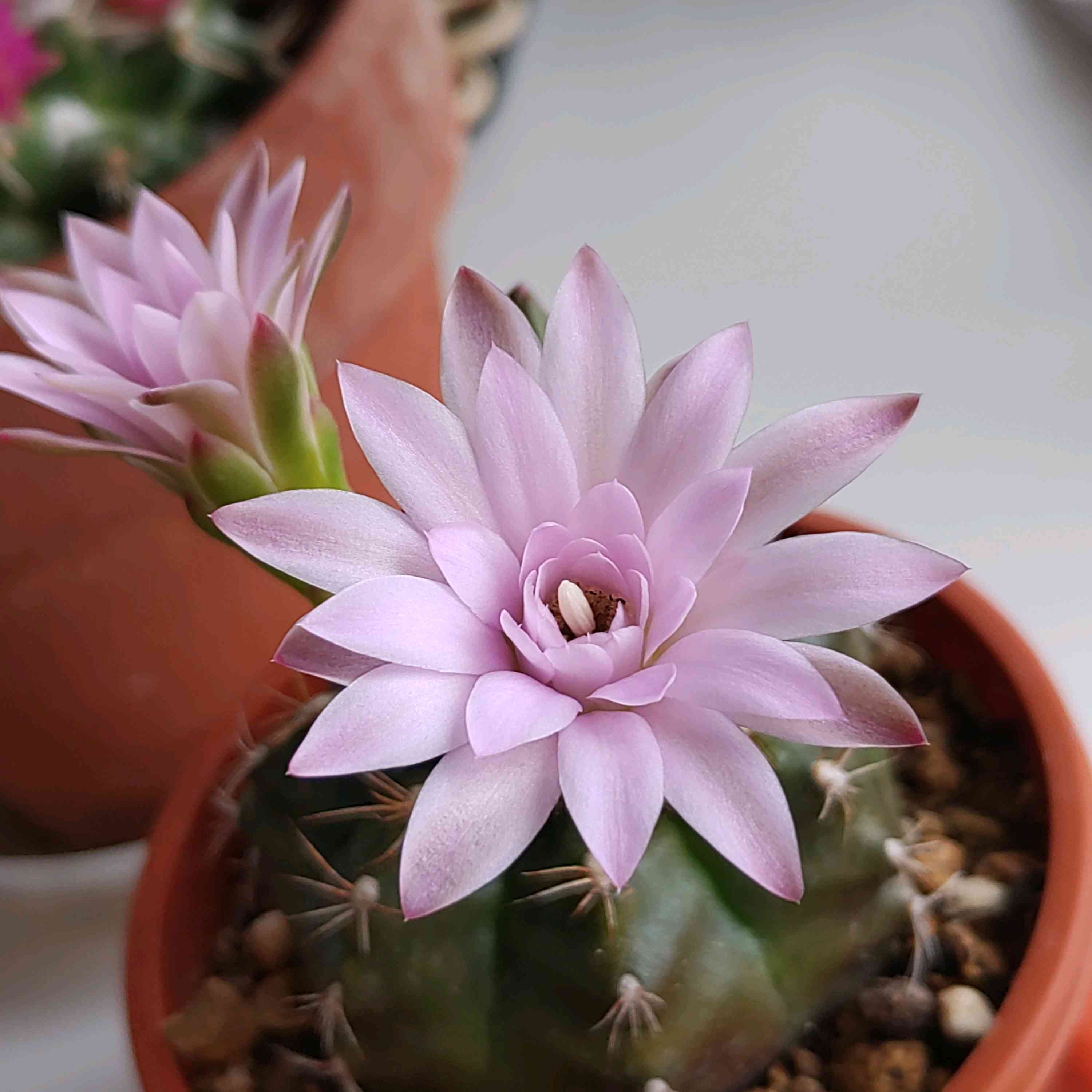 プリンの多肉の一覧｜🍀GreenSnap（グリーンスナップ）