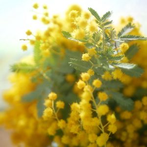 ミモザ,可愛い,花束,黄色,一目惚れの画像