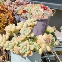 セダム,八千代,ロッティ,ロッティー,多肉植物の画像