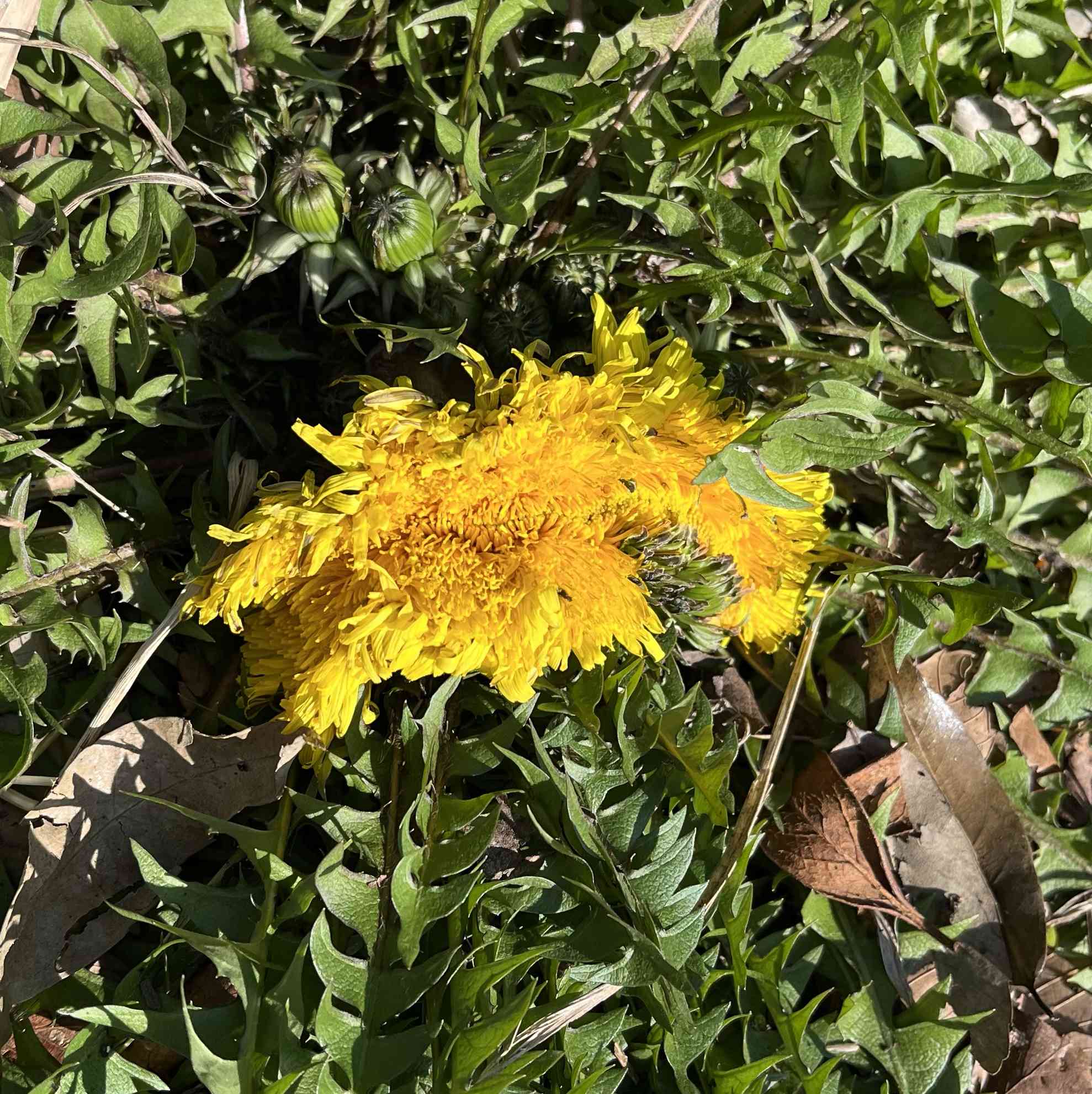 帯化現象の一覧｜🍀GreenSnap（グリーンスナップ）