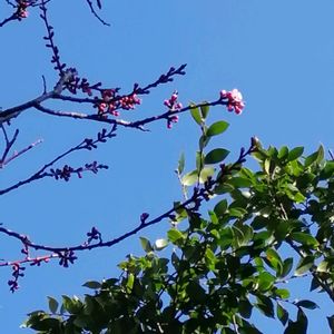 杏の花,開花,一輪,アンズの花♡の画像