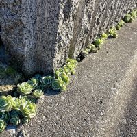 子持ち蓮華,子持ち蓮華,コモチレンゲ,多肉植物,多肉初心者の画像
