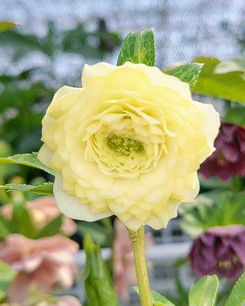 クリスマスローズ🌼加藤農園さん2024|🍀GreenSnap(グリーン クリスマスローズ🌼加藤農園さん2024|🍀GreenSnap(グリーン