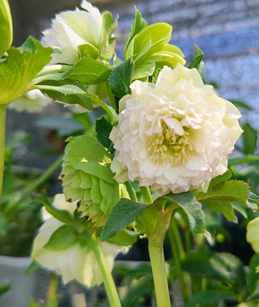 クリスマスローズ🌼加藤農園さん2024|🍀GreenSnap(グリーン クリスマスローズ🌼加藤農園さん2024|🍀GreenSnap(グリーン