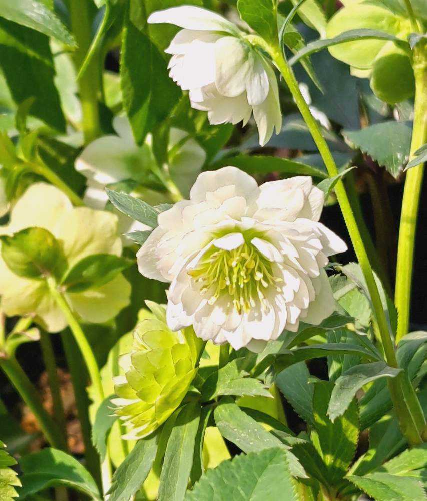 クリスマスローズ🌼加藤農園さん2024|🍀GreenSnap(グリーン クリスマスローズ🌼加藤農園さん2024|🍀GreenSnap(グリーン
