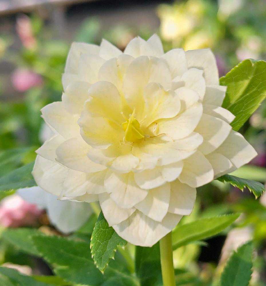 クリスマスローズ🌼加藤農園さん2024|🍀GreenSnap(グリーン クリスマスローズ🌼加藤農園さん2024|🍀GreenSnap(グリーン