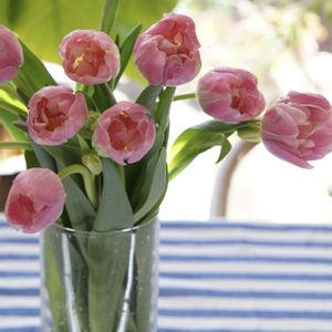 チューリップ,八重咲きチューリップ,切り花,リビング,花のある暮らしの画像