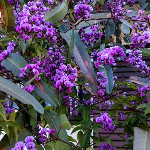 ハーデンベルギア　紫　白,フェンスの画像
