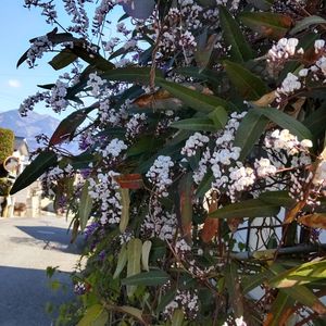 白花のハーデンベルギア,フェンスの画像