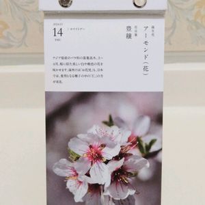 日めくりカレンダー,花言葉,友達からのプレゼント,今日の誕生花の画像