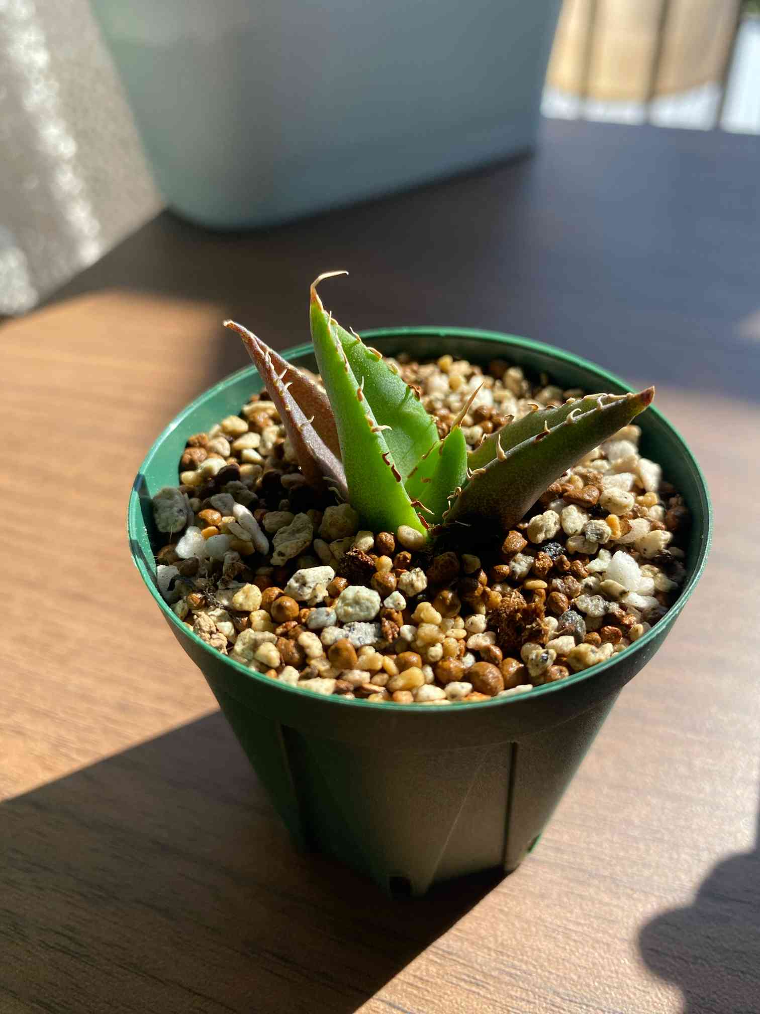 アガベ ハデス｜🍀GreenSnap（グリーンスナップ）