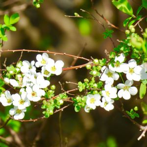 ユキヤナギ,ユキヤナギ,小さな花,可愛い,白い花の画像