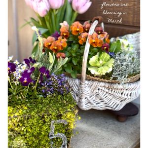 ベビーティアーズ,寄せ植え,プランター,ジャンクガーデン,春のお花の画像