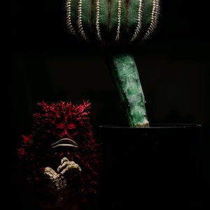 ペクチニフェラ,珍奇植物,多肉・サボテン, サボテン,接木サボテンの画像