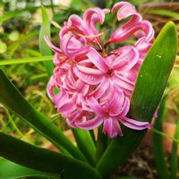バラ,ヒヤシンス,今日のお花,こまりねこ ヒヤシンスの画像