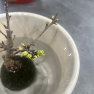 五葉松,旭山桜,苔玉,可愛い,植物棚の画像