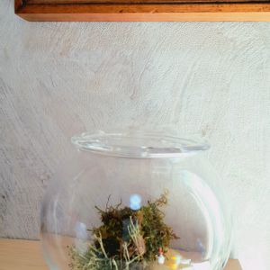 コアカミコケ,苔玉,縁起物,リラックス,希少植物の画像