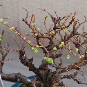 ニレケヤキ,楡欅(ニレケヤキ),小品盆栽,朝のひととき,ベランダの画像