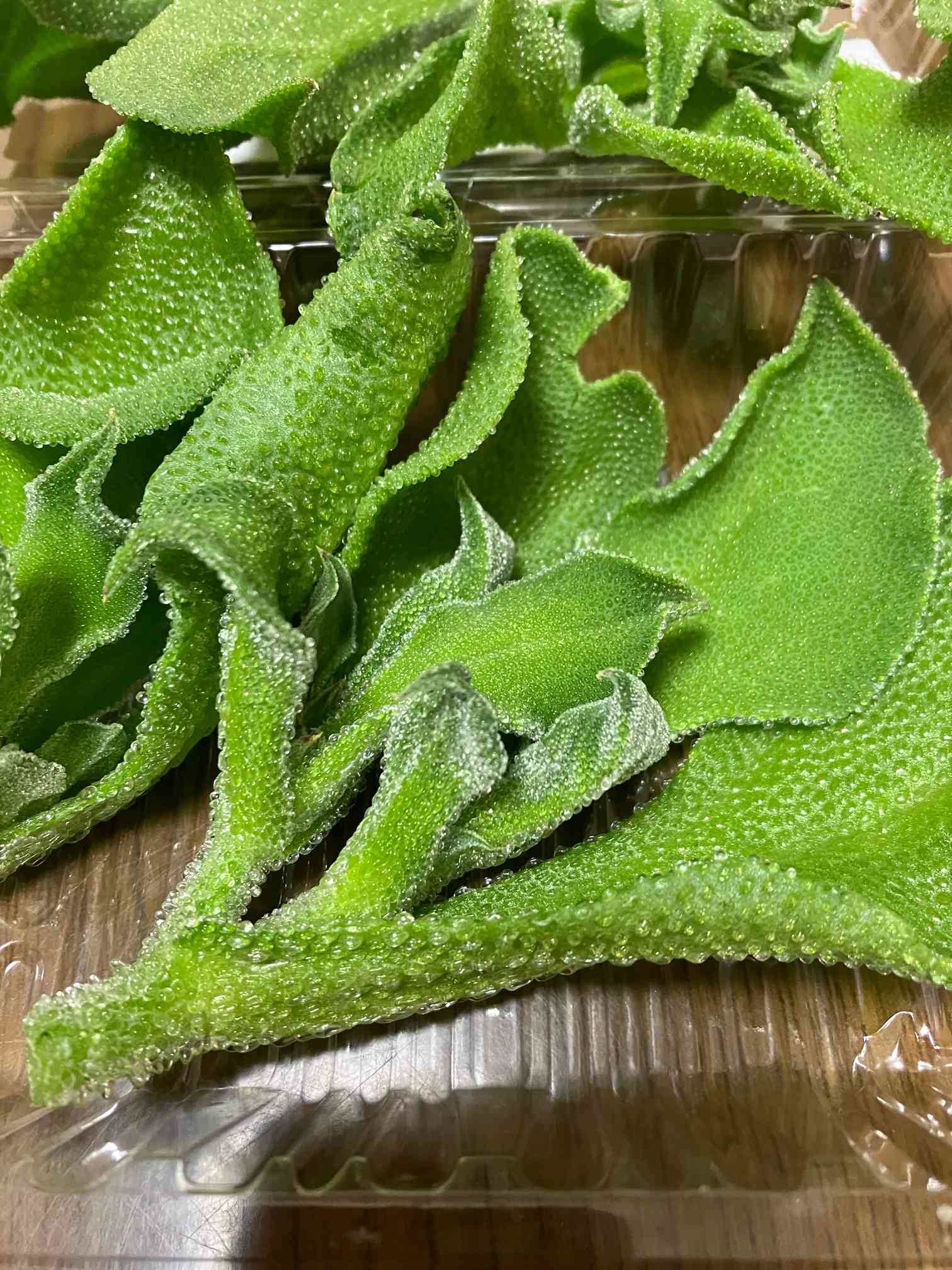 この子も多肉？アイスプラント植えてみた｜🍀GreenSnap（グリーン
