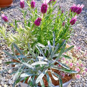 ヒヤシンス 水耕栽培,季節のお花の寄せ植え,可愛い,チーム岐阜,庭の画像