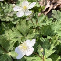 ニリンソウ,ニリンソウ,散歩,山野草,スプリングエフェメラルの画像