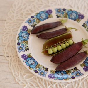 紫えんどう,紫えんどう,ツタンカーメンのエンドウ豆,ツタンカーメンのエンドウ豆,初挑戦の画像